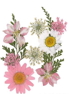 Fiori Secchi Pressati